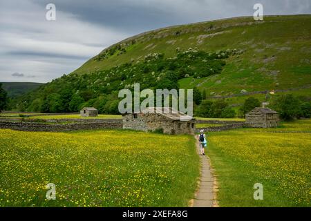 Malerische Swaledale-Hochland-Wildblumenwiesen im Frühling (alte Scheunen, weibliche Spaziergänge, Trockenmauern, Hügel) - Muker, Yorkshire Dales, UK. Stockfoto