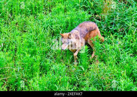 Ein braun-grauer iberischer Wolf läuft durch ein Grasfeld. Stockfoto