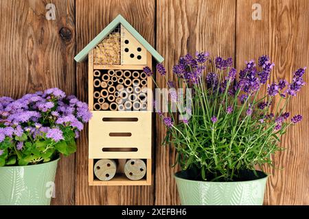 Kleines dekoratives Insektenhotel an einer Holzwand zwischen violett blühendem Ageratum und Lavendel in Metalltöpfen Stockfoto
