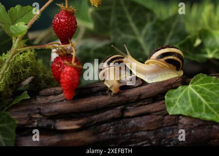 Gartenschnecke im Sommergarten mit Erdbeeren. Natürlicher Hintergrund Stockfoto