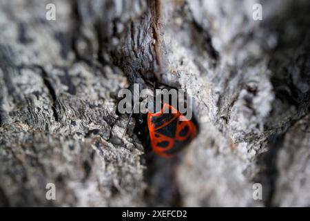 Feuerwanzer, Pyrrhocoris apterus, ein gemeines Insekt. Nahaufnahme eines Schwarms von Käfern in der Natur. Rote Käfer drängen sich auf einem Baumstamm. Ausgewählter Fokus, Draufsicht Stockfoto