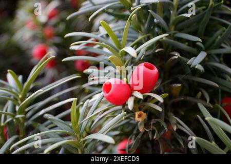 Taxus baccata, europäische Eibe. Nadelstrauch mit giftigen roten Beeren. Stockfoto