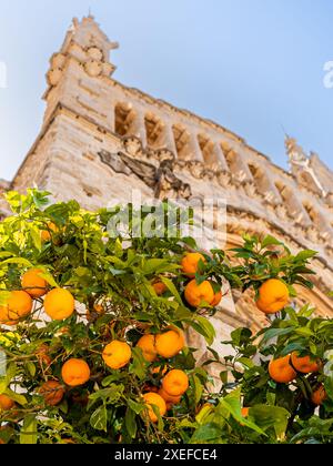 Malerischer Charme von Sóller mit einem Porträt der defokussierten Fassade der Kirche Sant Bartomeu, eingerahmt von üppigen Orangenbäumen mit der typischen Frucht Stockfoto