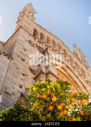 Charme von Sóller, mit der Fassade der Kirche Sant Bartomeu in einer weichen, unscharfen Perspektive vom Platz der Verfassung, eingerahmt von einem üppigen Orangenbaum. Stockfoto