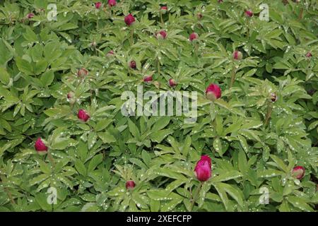 Paeonia officinalis, Pfingstrose Stockfoto