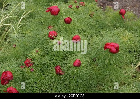 Paeonia tenuifolia, Farnblatt-Pfingstrose Stockfoto