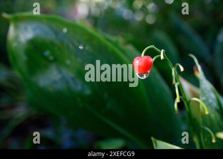 Nahaufnahme der Maiglöckchen (Convallaria keiskei) mit roten Beeren. Isoliert auf Schwarz. Stockfoto