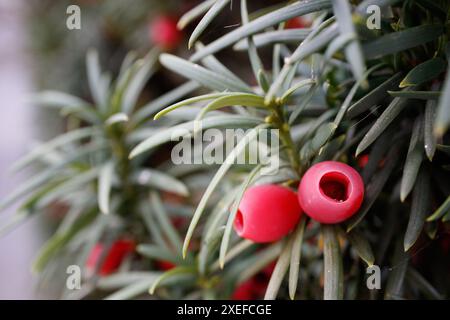 Taxus baccata, europäische Eibe. Nadelstrauch mit giftigen roten Beeren. Stockfoto