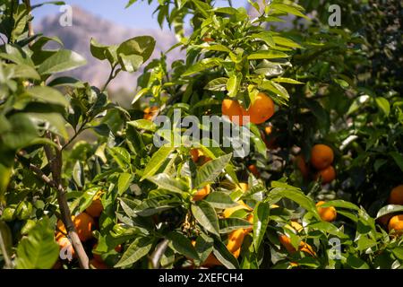 Mediterraner Orangengarten mit Fokus auf zwei reife Orangen, die bereit für die Ernte sind, während angrenzende Orangen einen weichen, unscharfen Hintergrund erzeugen. Stockfoto