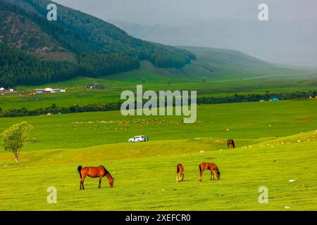 Pferde, die auf einem grasbewachsenen Feld weiden, mit Bergen im Hintergrund Stockfoto