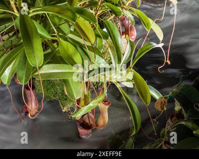 Kannenpflanze (nepenthes bicalcarata), Kannenfamilie (Nepenthaceae), sarawak, borneo, malaysia Stockfoto