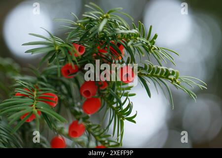 Taxus baccata, europäische Eibe. Nadelstrauch mit giftigen roten Beeren. Stockfoto