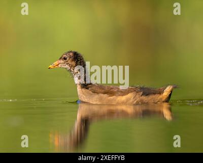 Junger gemeiner Moorhen schwimmt auf dem Wasser, grüner Hintergrund. Stockfoto