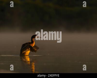 Der große Crested Grebe bereitet sich auf den Flug vor. Stockfoto