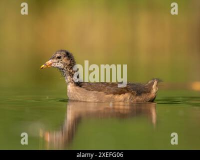 Junger gemeiner Moorhen schwimmt auf dem Wasser, grüner Hintergrund. Stockfoto