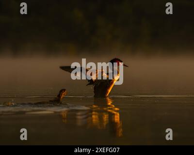 Der große Crested Grebe bereitet sich auf den Flug vor. Stockfoto