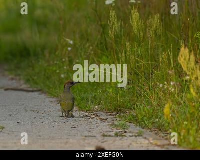 Europäischer Grünspecht vor dem Hintergrund grüner Pflanzen. Stockfoto