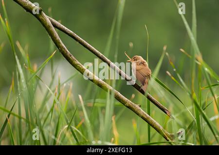Der große Reed Warbler sitzt auf einem Ast mitten im Grünen. Stockfoto