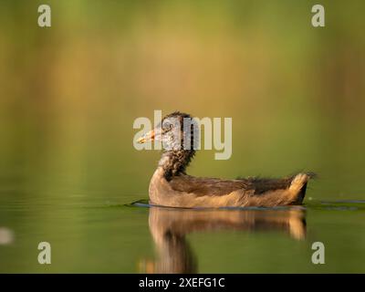 Junger gemeiner Moorhen schwimmt auf dem Wasser, grüner Hintergrund. Stockfoto