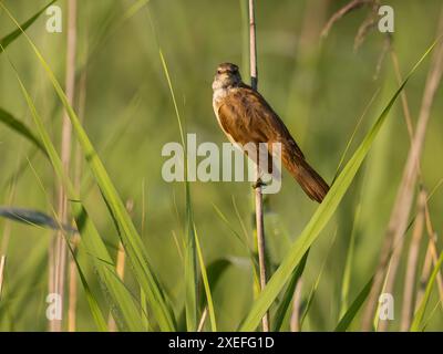 Der große Schilfschwolf sitzt auf hohem Gras inmitten von Vegetation. Stockfoto