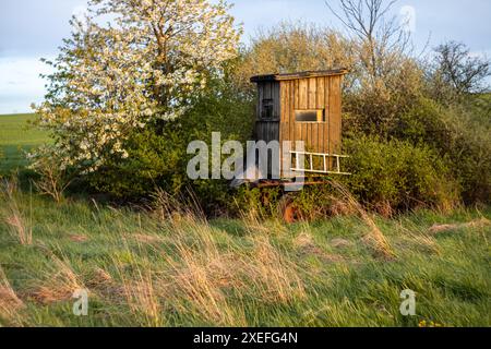 Hoher Sitz mit Büschen im Abendlicht Stockfoto