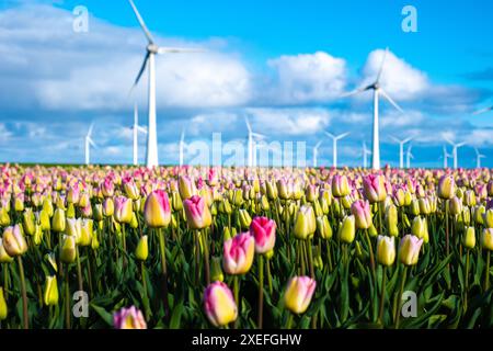 Ein pulsierendes Feld voller glitzernder rosafarbener und gelber Tulpen, die sanft im Wind schweben und eine friedliche Farbe schaffen Stockfoto