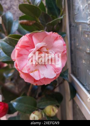 Schöne lebendige rosa japanische Kamelienblüten von (Camelia japonica) Stockfoto