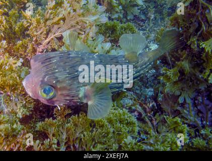 Ein langstieliger Stachelschwanz (Diodon holocanthus) in Baja California Sur, Mexiko Stockfoto