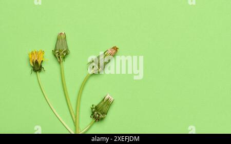 Verwelkter Löwenzahn mit Stiel auf grünem Hintergrund, Draufsicht. Stockfoto