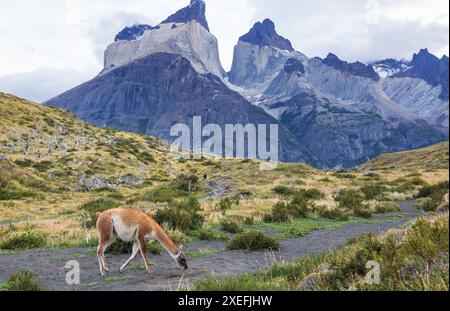 Andenfuchs im Torres del Paine Nationalpark in Chile, Südamerika Stockfoto