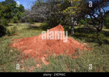 Ein großer Termitenhügel in einem Naturschutzgebiet in Simbabwe, April 2024. Quelle: Vuk Valcic/Alamy Stockfoto