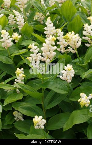 Treacleberry, fiathery False Lily of the Valley, False Salomon's Seal, Solomon's Plume oder False Spikenard, Maianthemum racemosum, Sparagaceae. Stockfoto