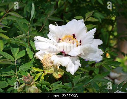 Rock's Peony oder Rock's Tree Peony, Paeonia rockii, Paeoniaceae. China. Paeonia rockii, oder Rock's Peony, ist eine Waldpfingstrose. Stockfoto