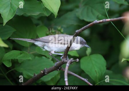 Männliches Weißbrot auf einem Busch (Curruca curruca), Vogel in natürlicher Umgebung Stockfoto