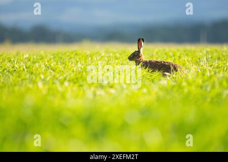 Europäischer Braunhase (lepus europaeus), der auf dem Ackerfeld steht, Schottland, Vereinigtes Königreich Stockfoto