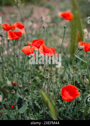 Hellroter Maismohn mit leuchtenden Blütenblättern, die sich vor gedämpftem grünem Hintergrund abheben und Schlaf, Frieden, Auferstehung und Tod symbolisieren. Stockfoto