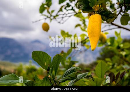 Eine einzigartig deformierte Zitrone, die einem Chili ähnelt und bereit zur Ernte an einem Zitronenbaum hängt, perfekt für die Förderung des ökologischen Landbaus. Stockfoto