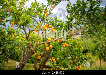 Kleiner Orangenbaum mit Reifen Orangen, bereit für die Ernte im Sóller-Tal innerhalb der Serra de Tramuntana auf Mallorca. Stockfoto