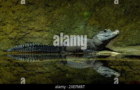 Zwergkrokodil-(Osteolaemus-letraspis Stockfoto