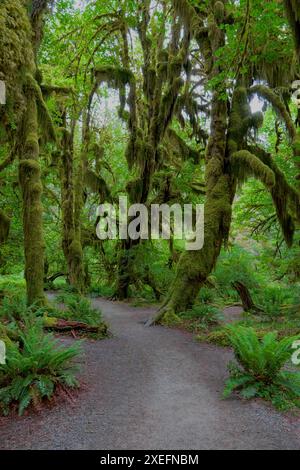 Hall of Mosses Trail im Hoh Rainforest im Olympic National Park in Washington Stockfoto