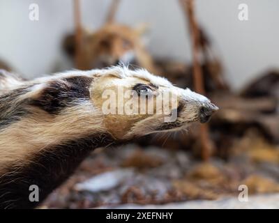 Ausgeführter europäischer Dachs im naturgeschichtlichen Museumsdiorama, der das Konzept der Erhaltung und Erziehung zeigt Stockfoto