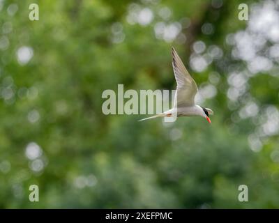 Seezunge im Flug vor einem grünen Hintergrund. Stockfoto