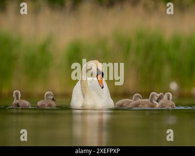 Stummer Schwan für Erwachsene mit Babys auf dem Wasser, Nahaufnahmen, grüne Landschaft. Stockfoto