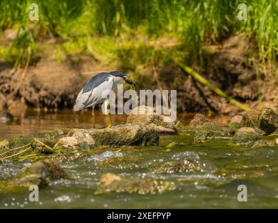 Schwarzkronen-Nachtreiher mit einem Fisch im Schnabel. Stockfoto