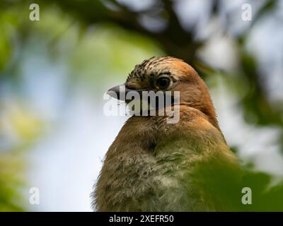 Eurasian jay auf einem Ast, Porträtfoto Stockfoto