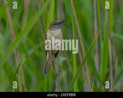 Großer Reed Warbler mit einer Libelle im Schnabel auf grünem Hintergrund. Stockfoto