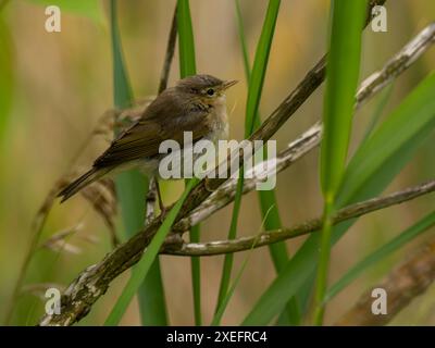 Ein kleiner Vogel, der auf einem Ast sitzt. Gewöhnlicher Chiffchaff Stockfoto