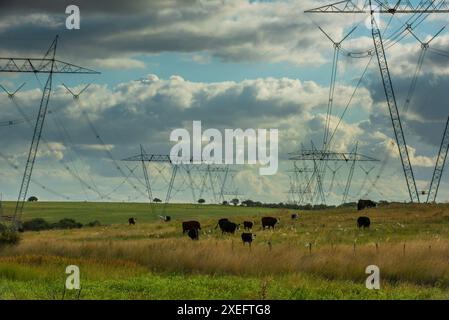 Kühe weiden in der argentinischen Landschaft, unter einer Stromleitung, die sich kreuzt Stockfoto