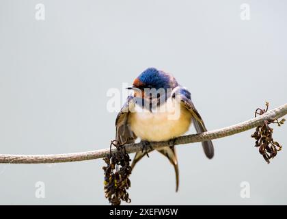 Die Tiernaht der Scheunenschwalbe (Hirundo rustica) Stockfoto