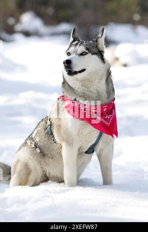 Husky-Hund mit rotem Schal, der im Schnee lächelnd sitzt Stockfoto